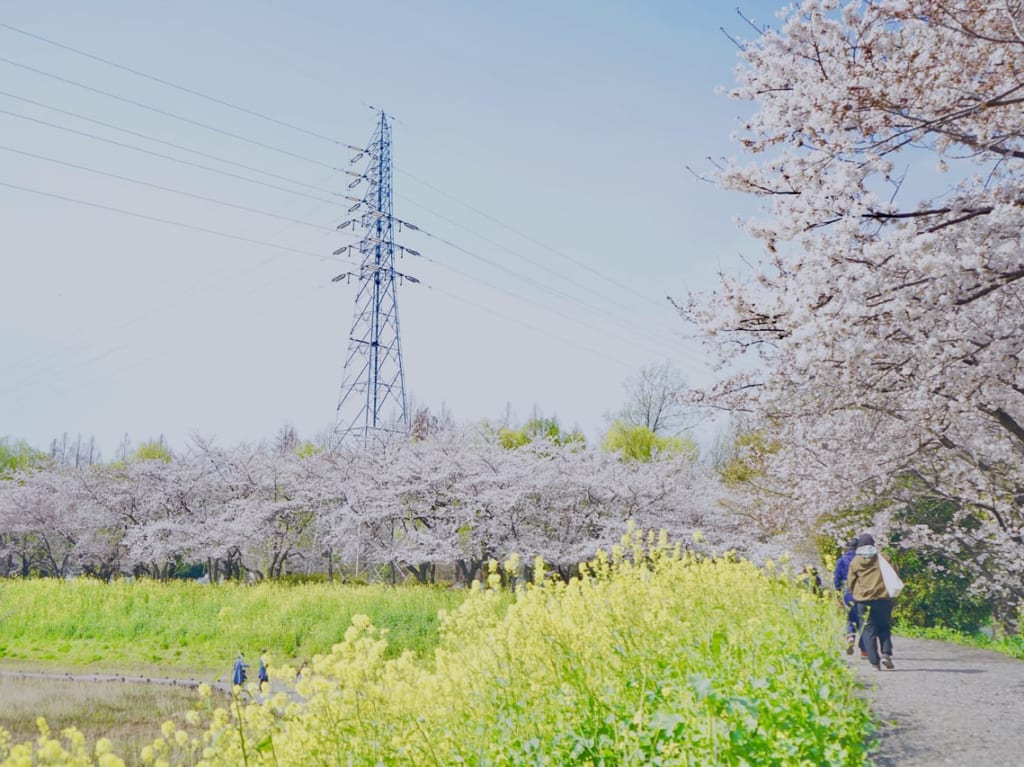 三橋総合公園の桜並木